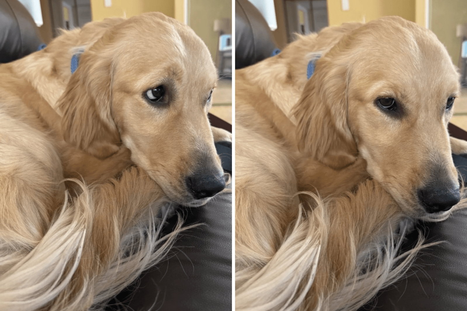 2659053-golden-retriever