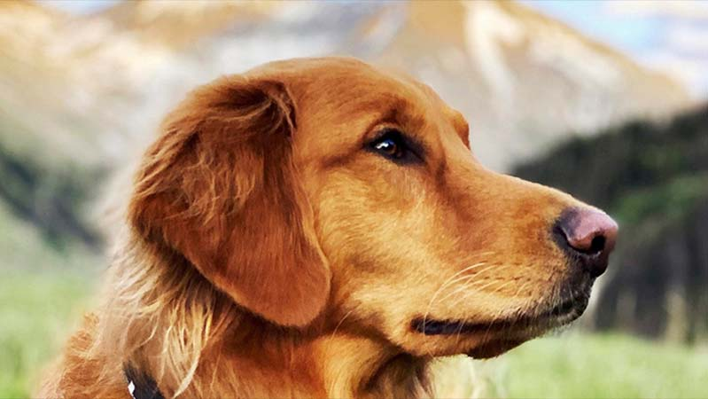 golden-rescue-background-2022-mobile-1