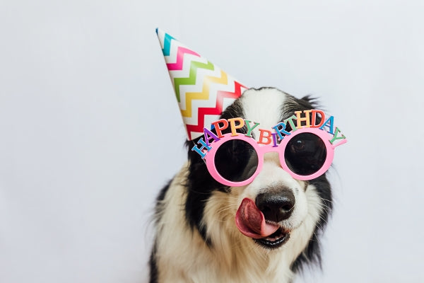 happy-birthday-party-concept-funny-cute-puppy-dog-border-collie-wearing-birthday-silly-hat-eyegl