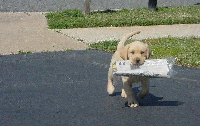 im-going-to-bring-my-owner-a-newspaper-owners-love-v0-NaiEEhazMxZBFhEcxmIqU4Rtap2xqfrBSkrvOvlv3NA