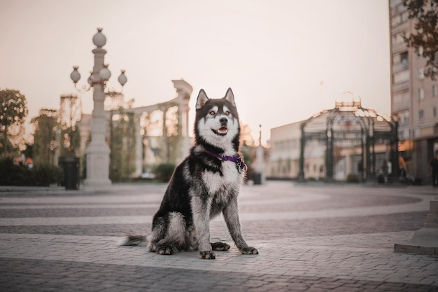 portrait-siberian-husky-dog-city-street-sunset_357532-20381