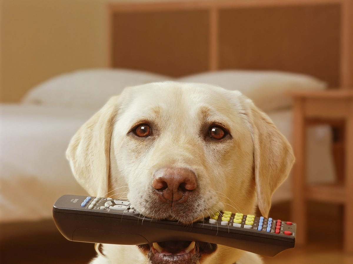 should-dogs-watch-tv-1636567174
